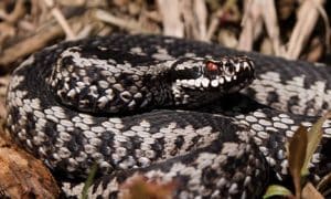 Các dấu hiệu của rắn