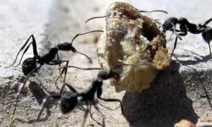 Các dấu hiệu bị Kiến Xâm nhập