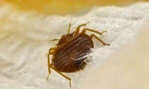 Các dấu hiệu bị rệp giường cắn