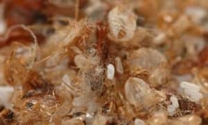 Các dấu hiệu của Rệp Giường