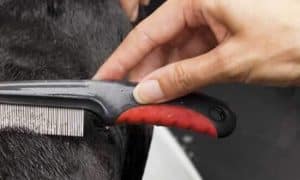 Các dấu hiệu Bọ chét Xâm nhập