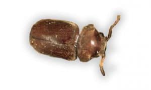 Câu hỏi thường gặp về mọt ngũ cốc