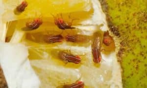 Cách tiêu diệt ruồi