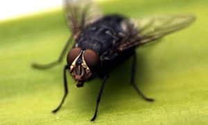 Cách ngăn chặn ruồi