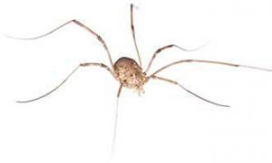 Các dấu hiệu nhện xâm nhập