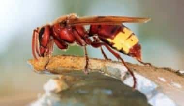 Vết chích của ong bắp cày