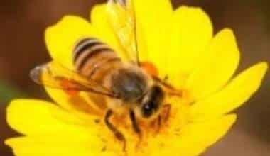 Vết chích của ong mật