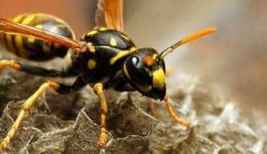 Ngăn chặn các vết chích