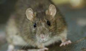 Chuột cống