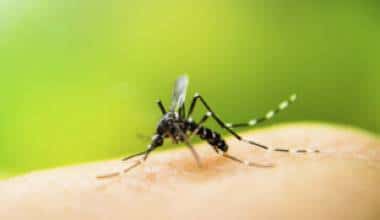 Bệnh sốt do nhiễm vi-rút phía tây sông Nile