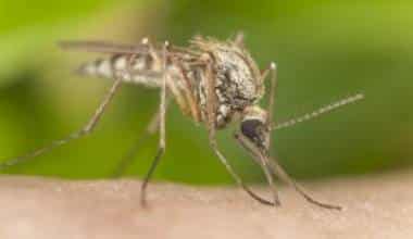 Bệnh sốt vàng da