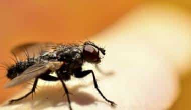 Bệnh giun chỉ Onchocerca /Bệnh mù lòa đường sông