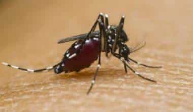 Bệnh sốt xuất huyết