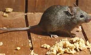 Sự xâm nhập của Chuột Nhắt