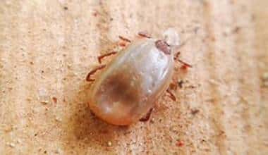 Bệnh do khuẩn Bartonella gây ra