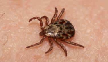 Bệnh nhiễm khuẩn do ve gây ra