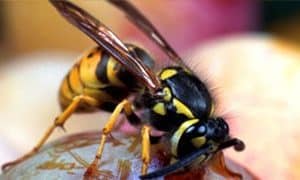 Vết chích của ong vò vẽ