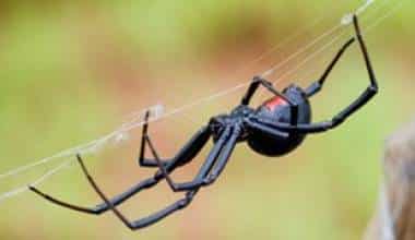 Động vật thuộc lớp nhện