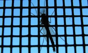 Vết chích của muỗi