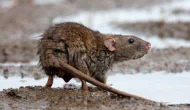 Bệnh do vi khuẩn Salmonella