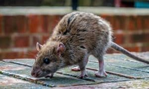 Bệnh trùng xoắn móc câu