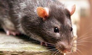 Bệnh xoắn khuẩn vàng da