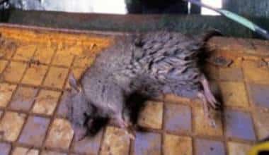 Sốt do chuột cắn