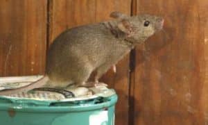 10 loài côn trùng dịch hại hàng đầu trong nhà