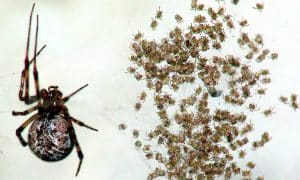 Vết cắn của nhện