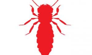 Các loài Mọt gỗ