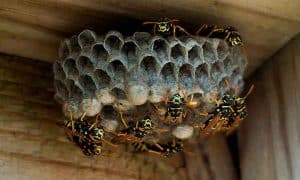 Vết đốt của ong mật