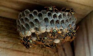 Kiểm soát Ong vò vẽ cho doanh nghiệp