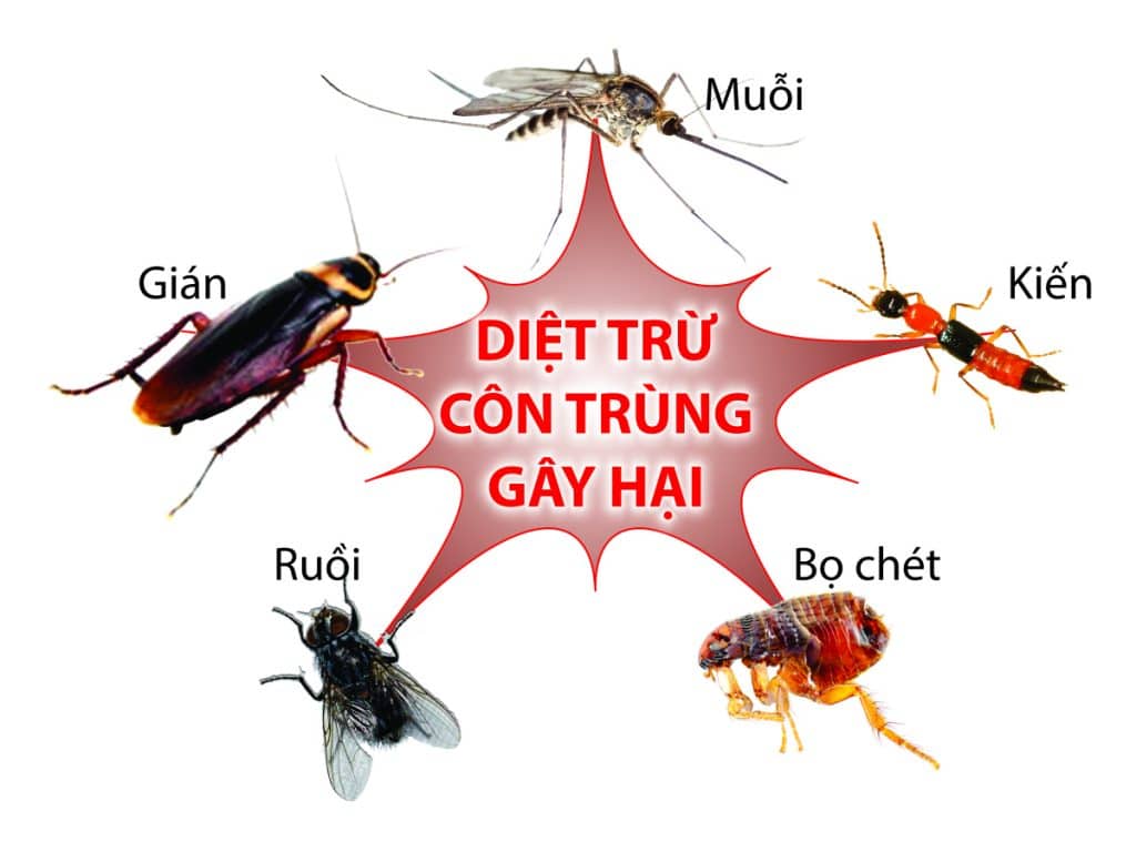 Diệt côn trùng cho doanh nghiệp