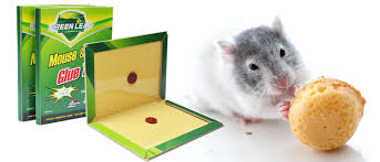 Hộp bẫy keo diệt chuột Rat Trap