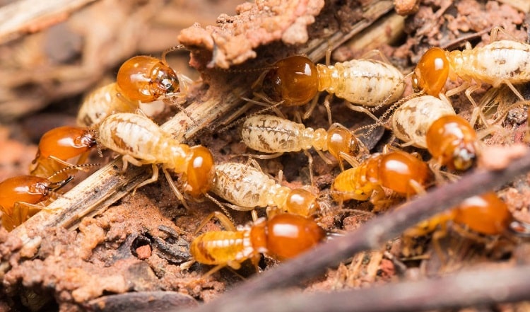 Dịch vụ diệt mối Quận 1