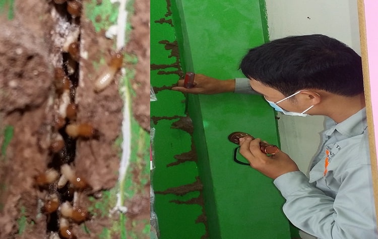 Dịch vụ diệt mối Quận 6