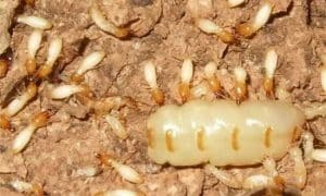 Dịch vụ diệt mối tại Quận 6 TPHCM Khử Trùng Xanh – GFC