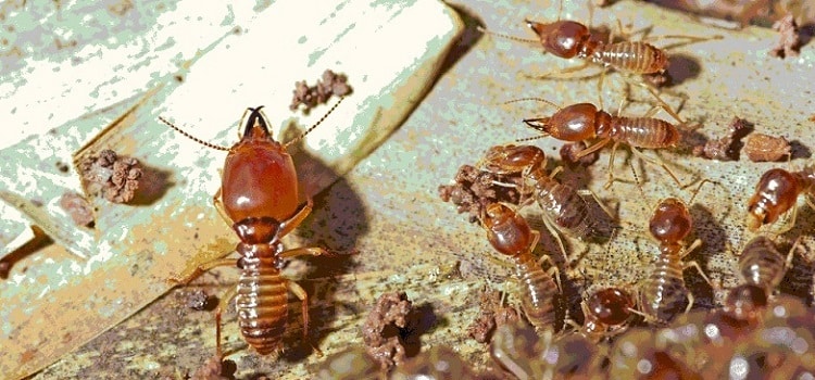 Diệt mối Quận 7