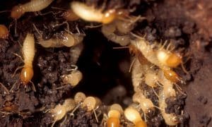 Dịch vụ diệt mối tận gốc tại Quận 7 TPHCM Khử Trùng Xanh – GFC