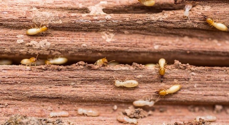 Dịch vụ diệt mối tận gốc Quận 11 TPHCM