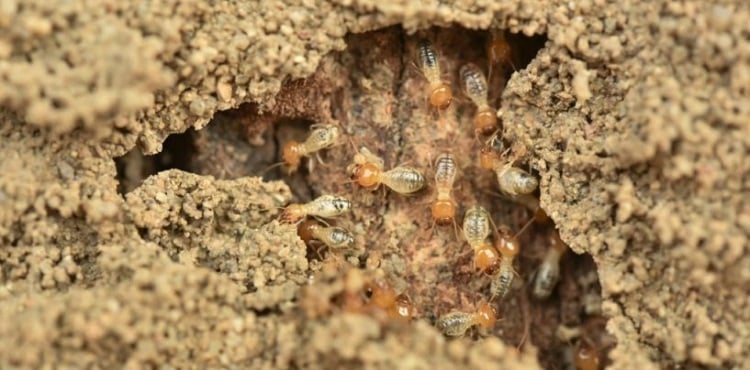 Diệt mối Quận 12