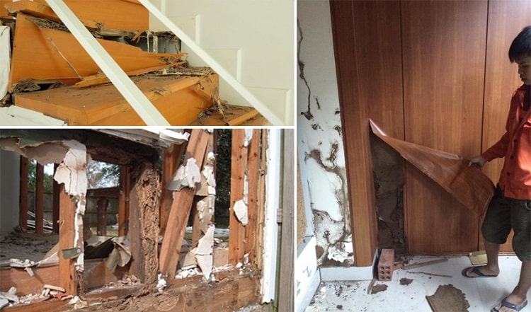 Diệt mối Quận 8