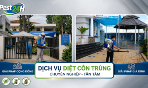 Dịch vụ diệt côn trùng