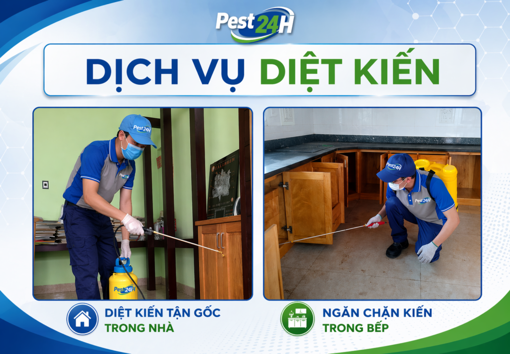 Kỹ thuật viên Diệt Mối 24H xử lý kiến tại nhà khách hàng
