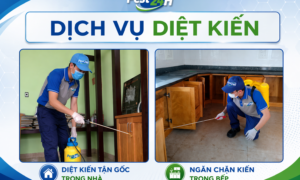 Dịch vụ diệt kiến