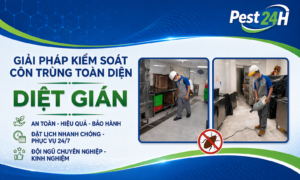 Dịch vụ diệt gián