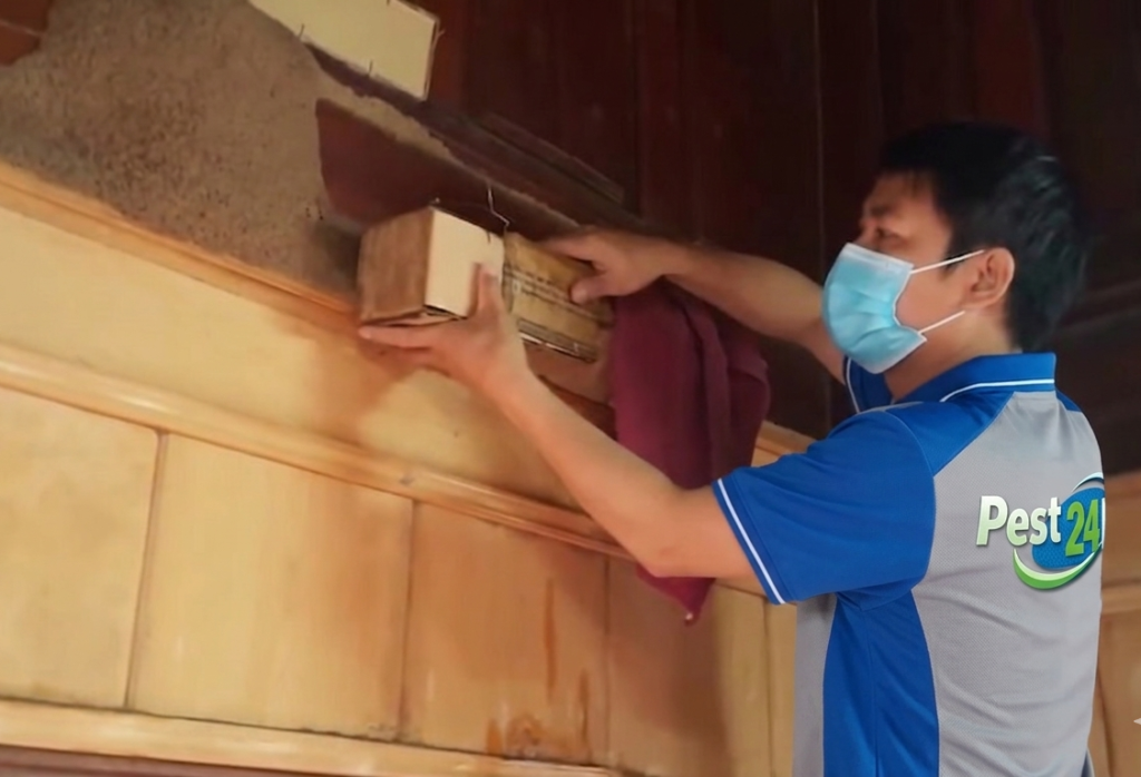 Đặt hộp nhử tại khu vực mối tập trung