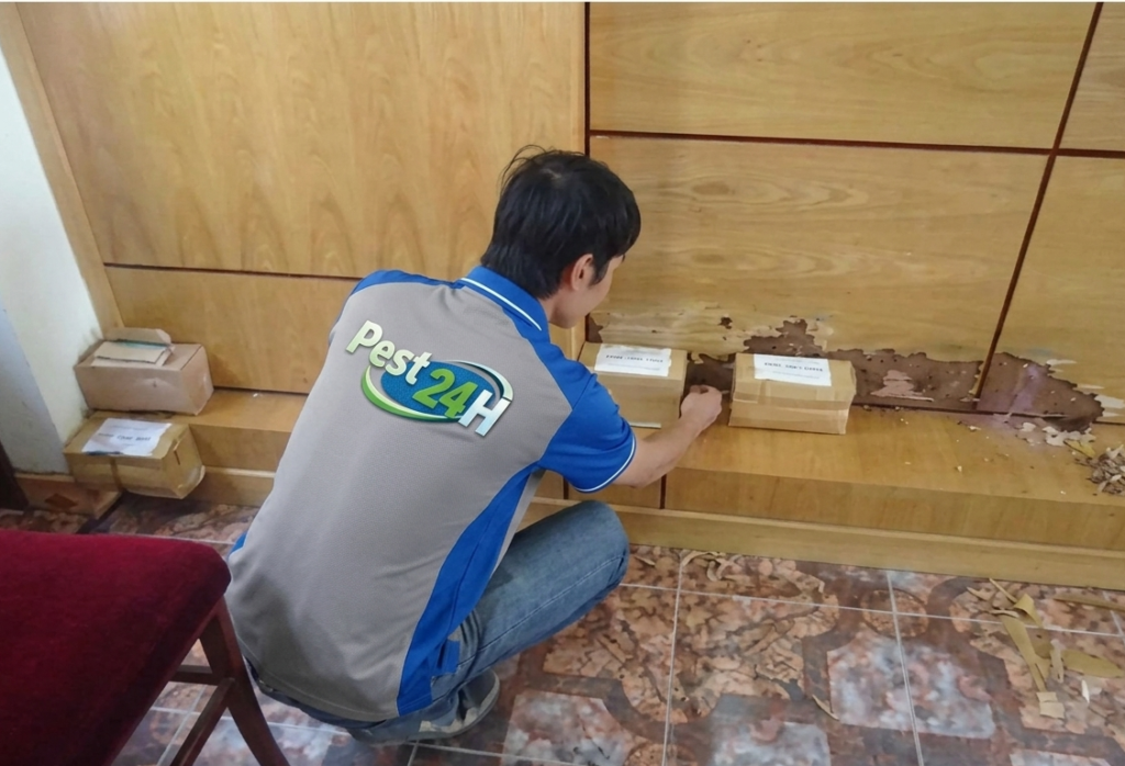 Đặt hộp nhử mối trên đường mui