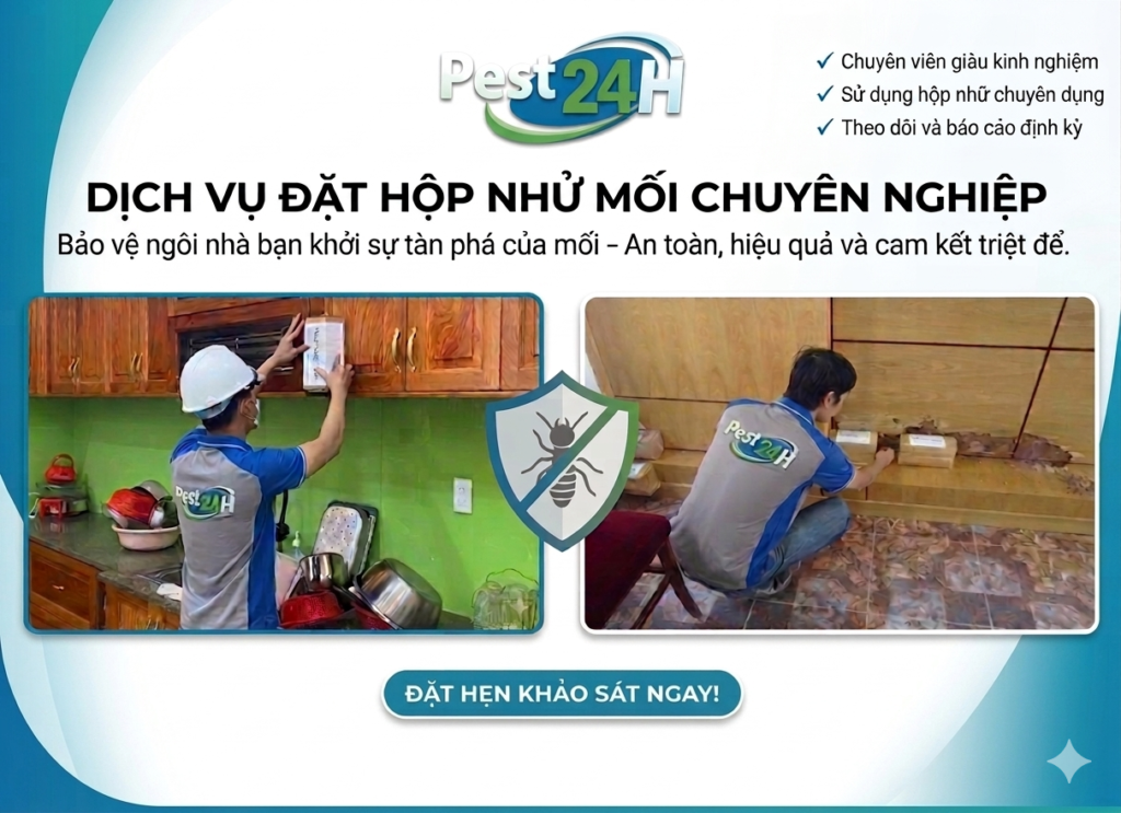 Hộp nhử mối đặt trên đường mui đang hoạt động