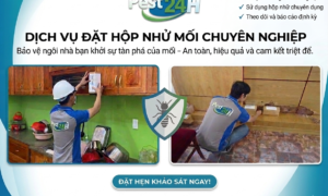 Dịch vụ đặt hộp nhử mối